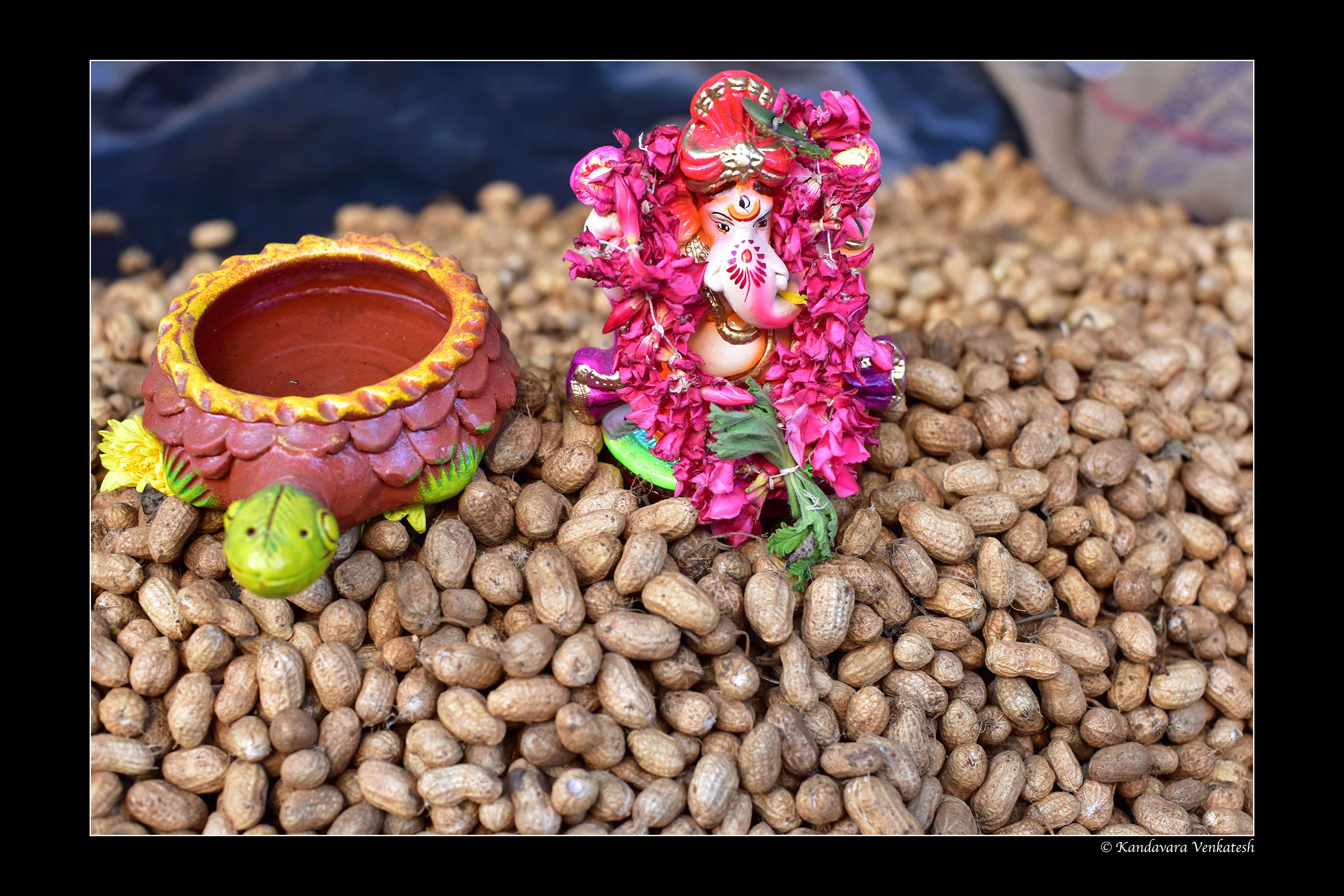 Adorned Nandi bull at the fairground
